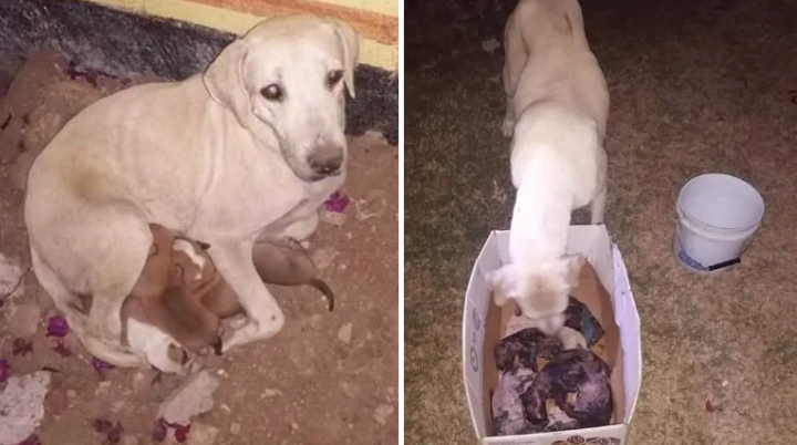 Sujeto quema  camada de perritos en Chiapas