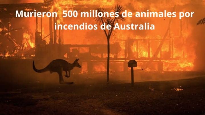 Murieron  500 millones de animales por incendios de Australia