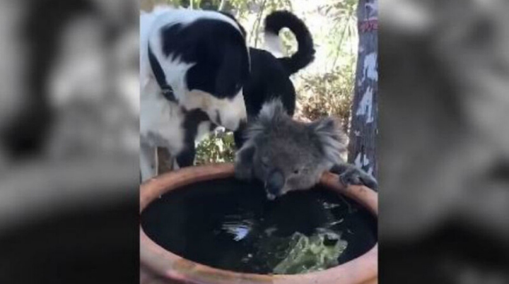 Perrito comparte su balde de agua con un koala sediento en Australia