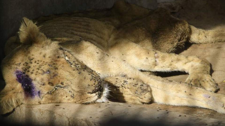 Desgarradoras imágenes de leones desnutridos en un parque de Sudán
