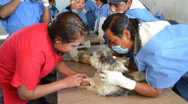 Chimalhuacán impulsa campañas gratuitas de esterilización canina y felina