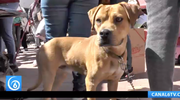 En Chicoloapan se impulsa campaña de esterilización