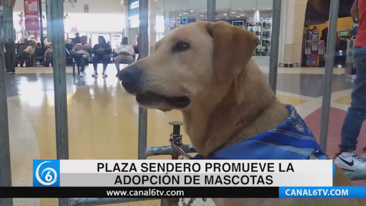 Plaza Sendero Ixtapaluca promueve la adopción de mascotas
