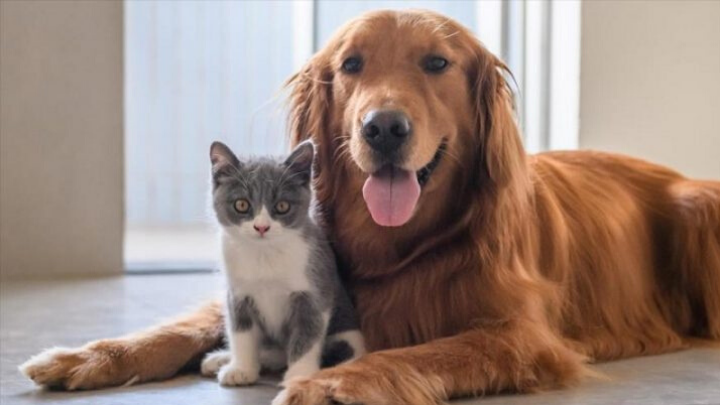 Descartan que coronavirus afecte a mascotas