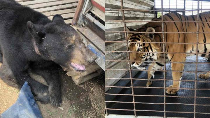 Aseguran a tigre y oso en circo por presunto maltrato animal