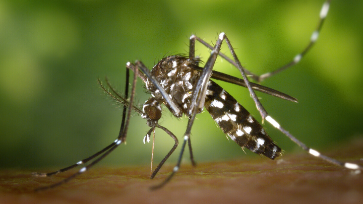 México registra dos mil 925 casos de dengue y 11 defunciones