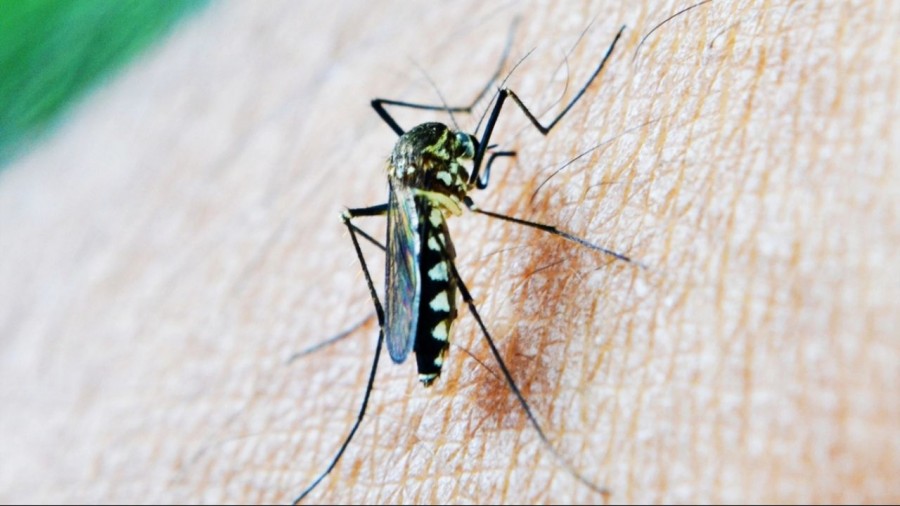 Nuevas alertas sanitarias por Dengue y Sarampión en México
