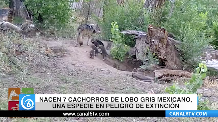 Nacen 7 cachorros de lobo gris mexicano, una especie en peligro de extinción