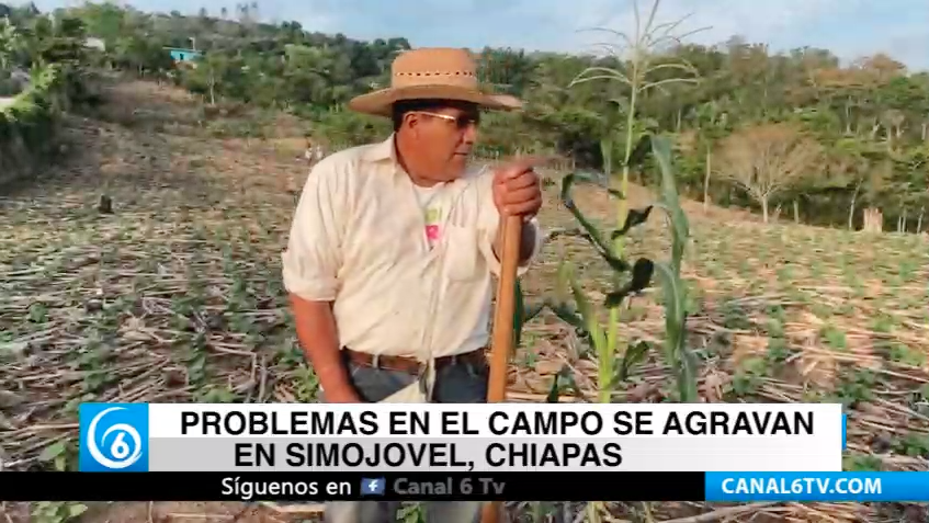 Problemas en el campo se agravan en Simojovel, Chiapas