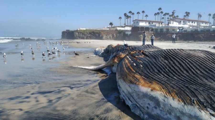 Encuentran ballena muerta en Baja California