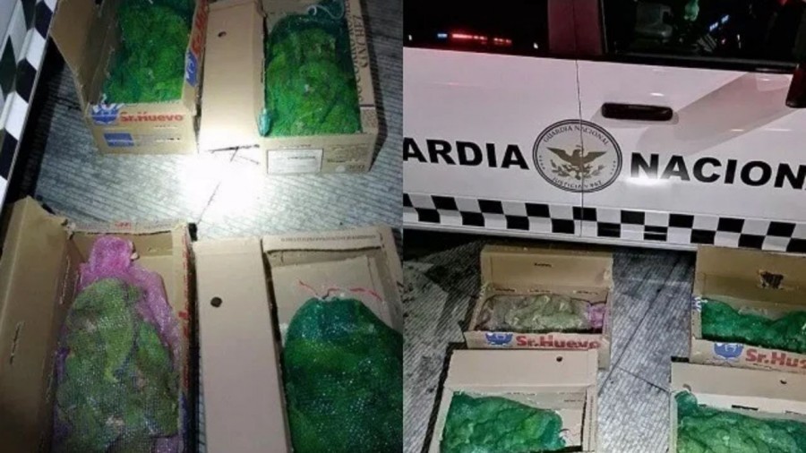 Rescatan cargamento de aves en peligro de extinción