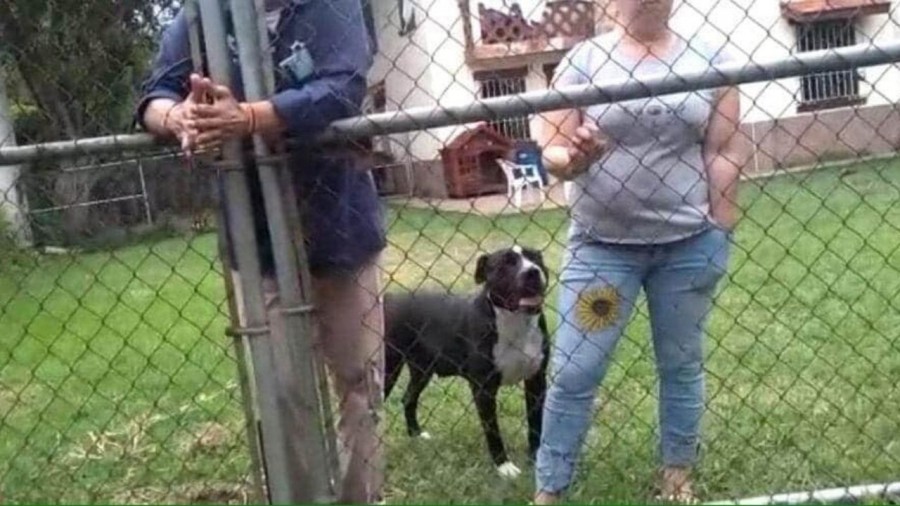 Pitbulls arrancan las orejas a adulto mayor en Veracruz