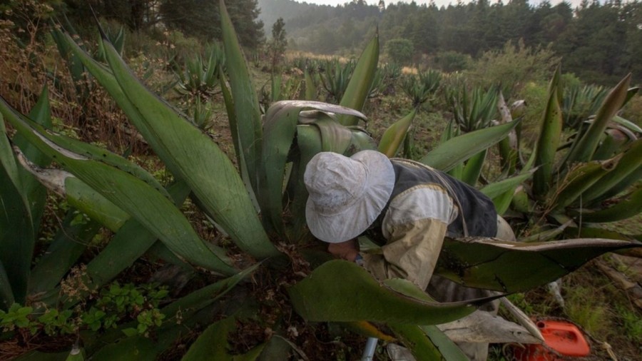 El EdoMex aumentará la producción del mezcal