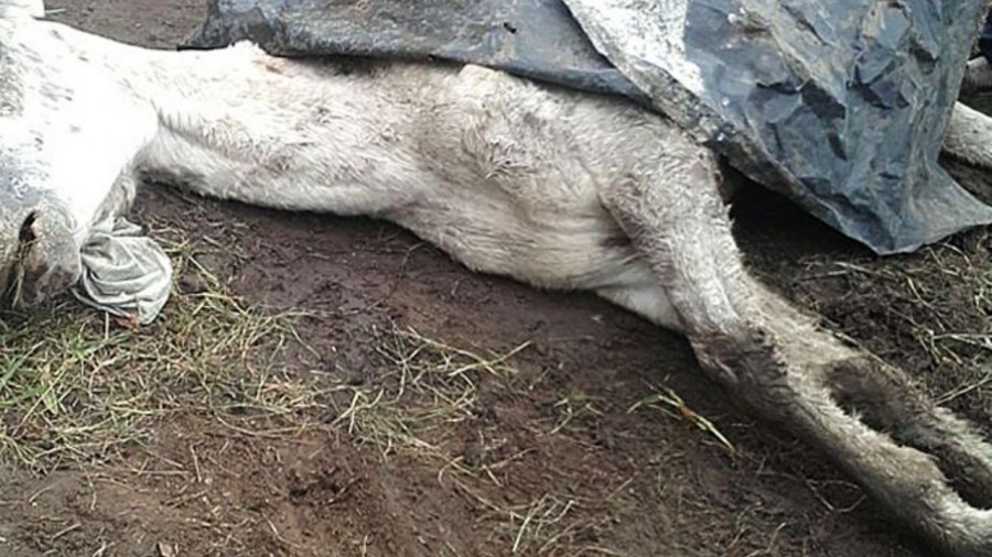 Proponen aumentar los castigos penales por maltrato animal