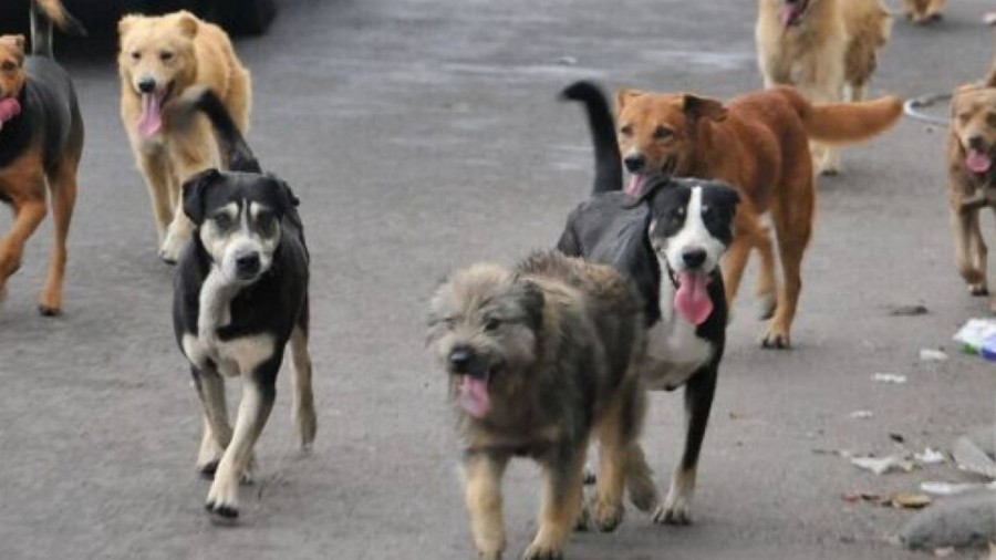 Ya no se puede dar de comer a perritos callejeros en Metepec