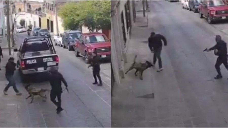 Apuñalan a Rocko perrito policía de Zacatecas