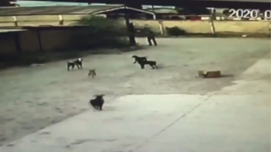 Perros son sacrificados por matar a hombre en Durango