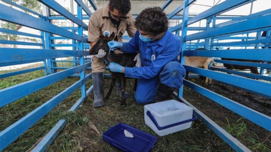 UAQ prueba vacuna contra Covid-19 en animales