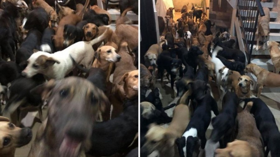 Refugian a más de 300 animales del huracán Delta
