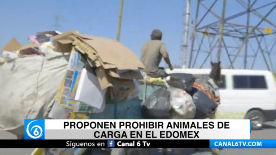 Proponen prohibir animales de carga en el Edomex