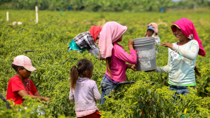Agricultores molestos con el gobierno morenista