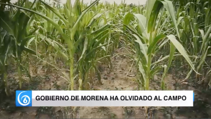 Gobierno de Morena ha olvidado al campo