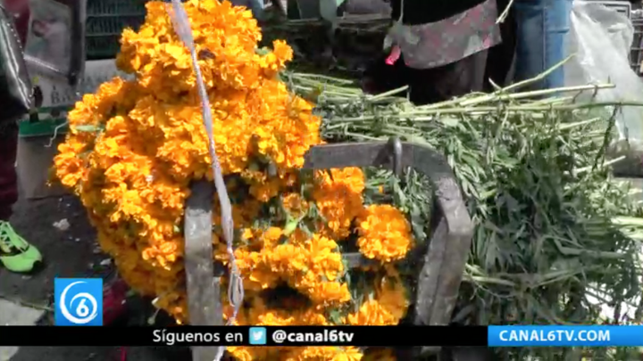 Venta de flores de cempasúchil en Edomex tendrá una derrama económica de 700 millones de pesos