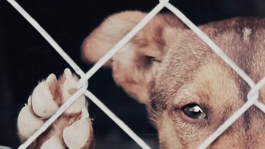 Plantean boletinar a agresores de animales