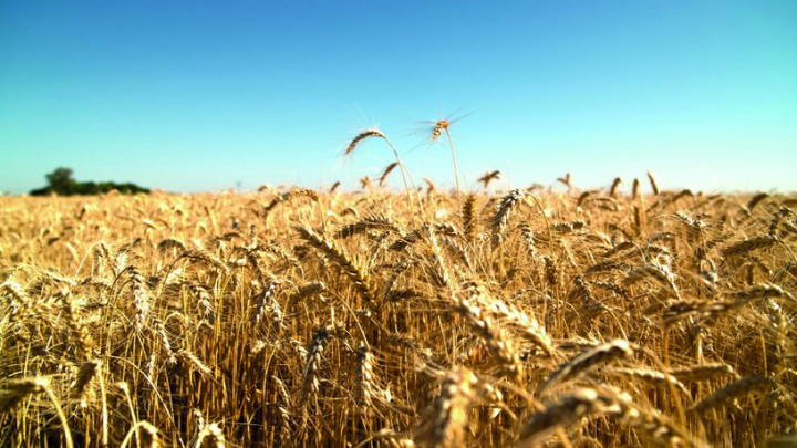 Alimentos encarecen por quinto mes consecutivo: FAO