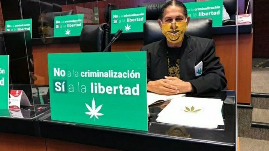 Senado aprueba legalización de uso lúdico de la marihuana