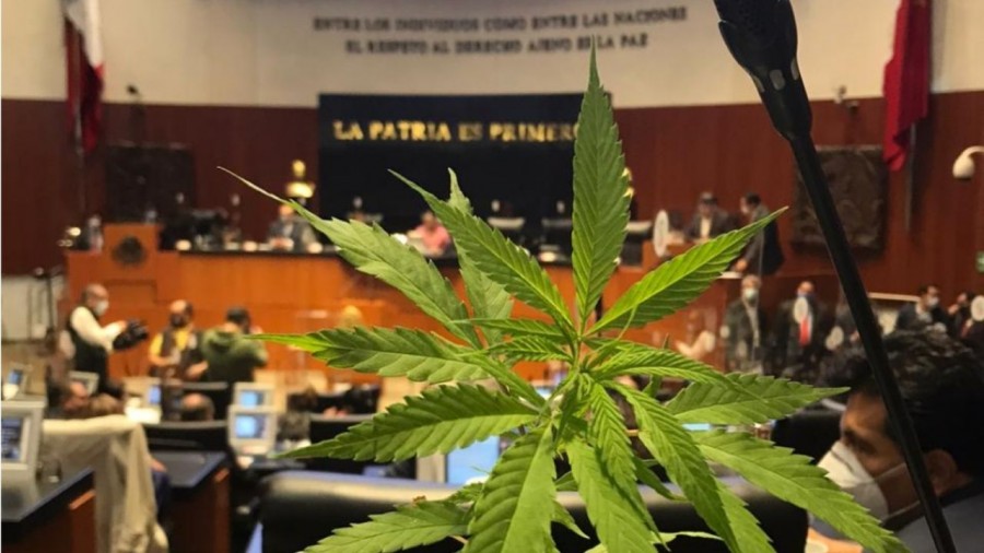 ¿Cuánto son 28 gramos de mota? aquí te decimos