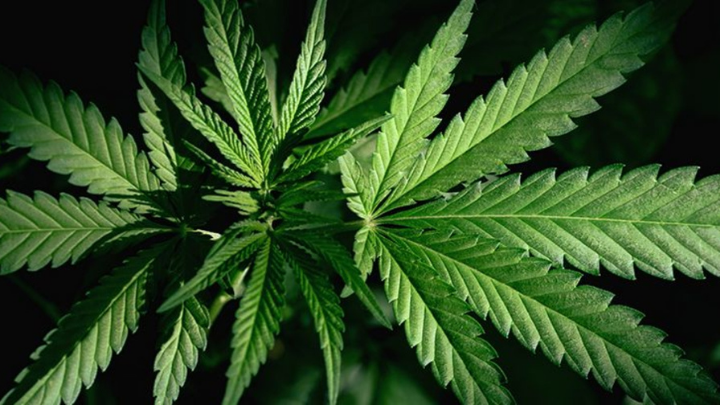 Legalización de la mariguana ¿un gran negocio para México?
