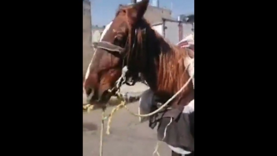Agreden a activista por defender a caballo maltratado
