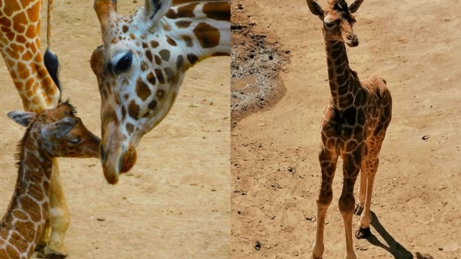 Nace jirafa en el Zoológico de Chapultepec