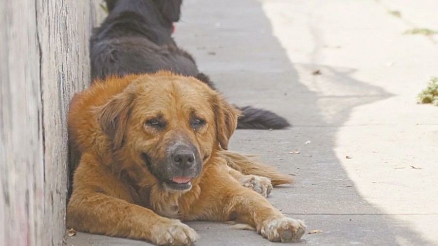 Proponen seis años de prisión a quien abandone mascotas