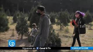 El bosque de los árboles de navidad, una opción para esta temporada decembrina