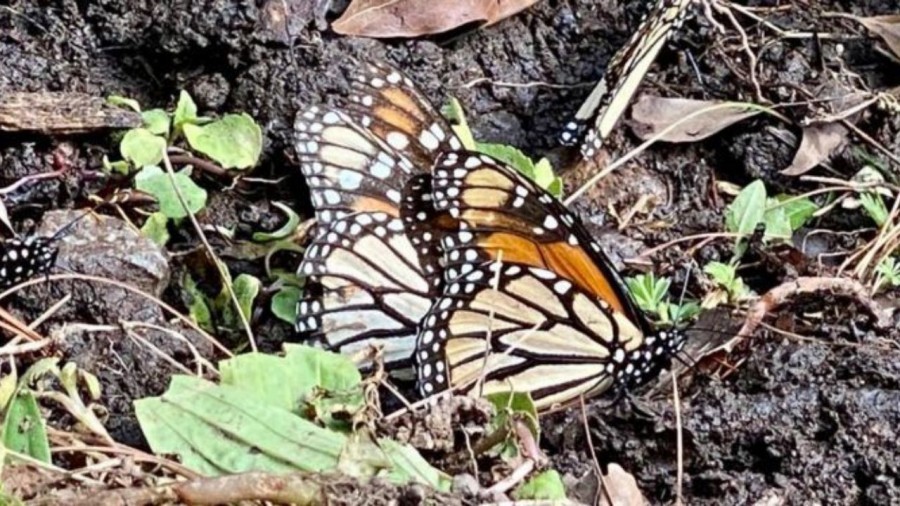 Las Mariposas Monarcas atraen turistas al EdoMex