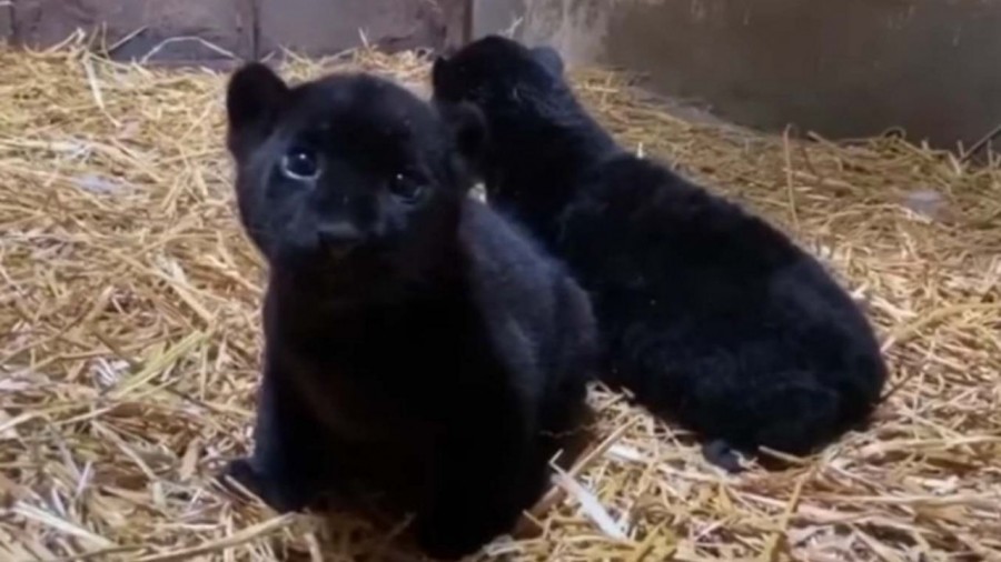 El zoológico de Morelia festeja el nacimiento de dos jaguares