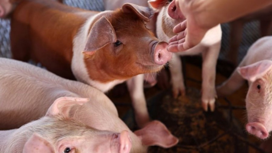 Aprueban el cerdo genéticamente modificado para consumo humano