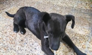 Dos sujetos violan a perrita en Nezahualcóyotl