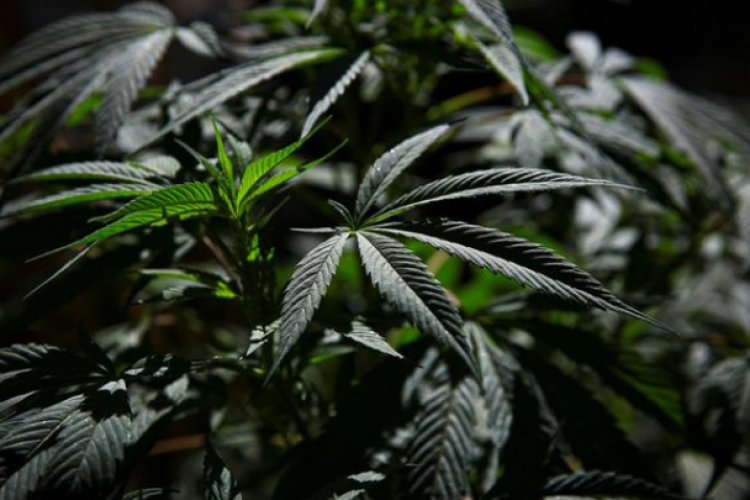 Senado avala regulación de la marihuana