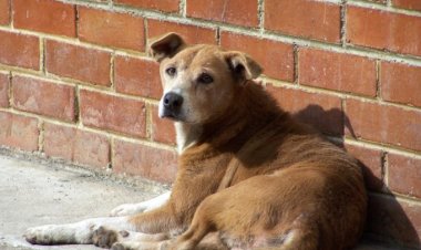 La mayoría de las mascotas de familias pobres fueron abandonadas en 2020