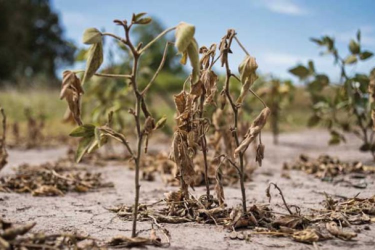 Catástrofes naturales dejan pérdidas de 280 mil mdd a la agricultura