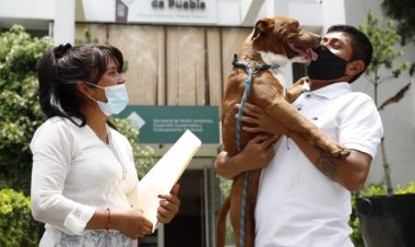 Perrito Spay vuelve a casa tras ser rescatado de socavón en Puebla