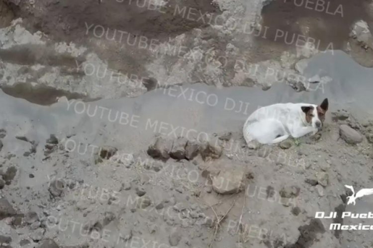 Dron ubica a otro perro atrapado en socavón de Puebla