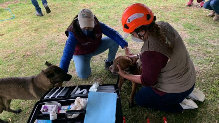 Rescatan a “Spay” y “Spike”, perritos que cayeron al socavón de Puebla