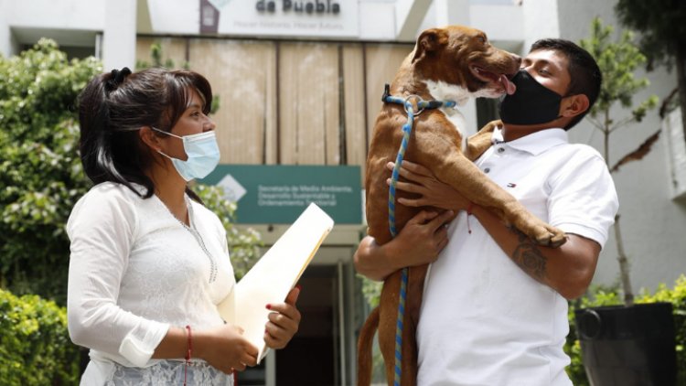 Perrito Spay vuelve a casa tras ser rescatado de socavón en Puebla