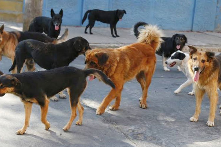 Descubren cadáver siendo devorado por jauría de perros en Jicaltepec