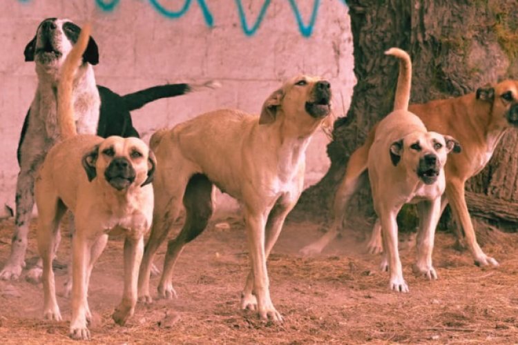 Jauría de perros asesina a hombre en mercado de Chiconcuac