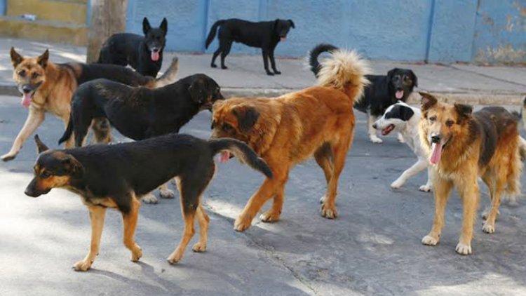 Descubren cadáver siendo devorado por jauría de perros en Jicaltepec